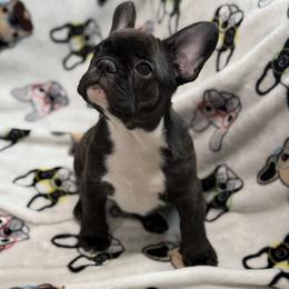 Boy 1 - French Bulldog puppy from Frenchie In The Now