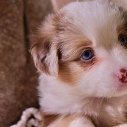 Rome - Red merle male Miniature Australian Shepherd puppy in Lehigh Acres, Florida from West Coast Mini Aussies