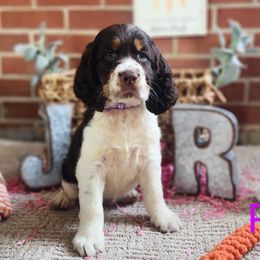 English Springer Spaniel Puppies from J&R Springers