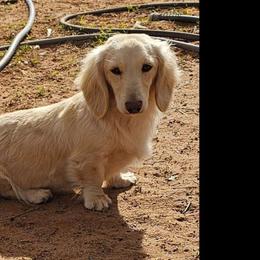 Butter - Dachshund