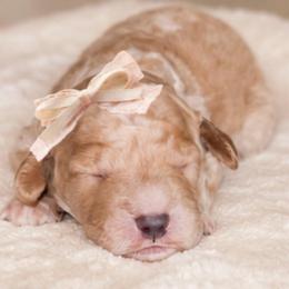 Maple - Apricot female Goldendoodle puppy in Hopkins County, Texas from Boutique Doodles