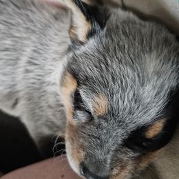 Australian Cattle Dog Puppies from Lakota Australian Cattle Dogs