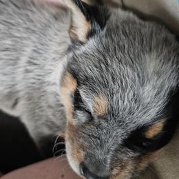 Australian Cattle Dog Puppies from Lakota Australian Cattle Dogs