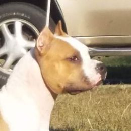 Nina - American Staffordshire Terrier