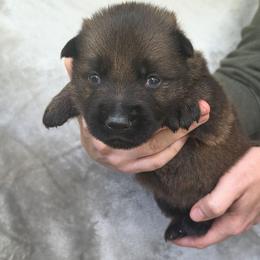 Red Boy - Sable coat - Sable male German Shepherd puppy in Elijay, Georgia from Mission K9