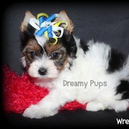 AKC Wreath 3100 - Black tan and white male Biewer Terrier puppy in Kennesaw, Georgia from Dreamy Pups