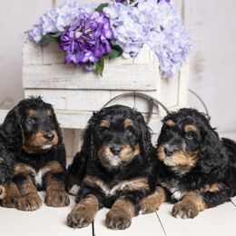 Bernedoodle puppies from Waverly Farm Bernedoodles