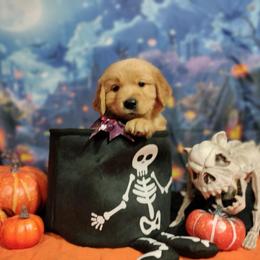 Biscuit (Boy brown) - Dark golden Golden Retriever puppy in Gainesville, Florida from Heart and Soul Dog Breeding, Inc.