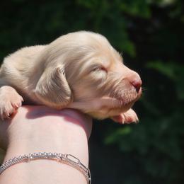 Boy 3 - Cream male Dachshund puppy in Pasco, Washington from Loyal Lil Dachshunds