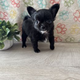 Chihuahua Puppies from KB Chihuahuas