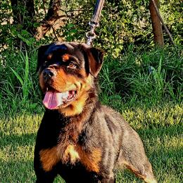 Nora - Rottweiler