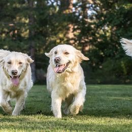 Golden Retrievers from B and K Goldens Llc.