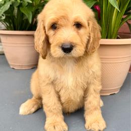 Breeze - Apricot male Goldendoodle puppy in Pensacola, Florida from Goldendoodles Love You in Pensacola Friend Edition