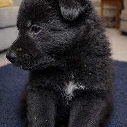 German Shepherd Puppies from Ray Ranch, LLC