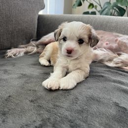 Chinese Crested Puppies from Rose’s Chinese Cresteds