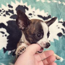 Penny - Fawn brindled black female Chihuahua puppy in Alvord, Texas from Gift of Gods Favor