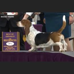 Sisi - Basset Hound
