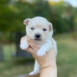 Samuel - Cream male Chihuahua puppy in Harrison, Michigan from Cloud9 Chihuahuas