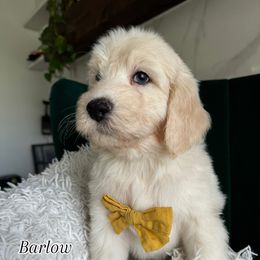 Assorted Doodle Crosses and Bernedoodle Puppies from Maria's Pups