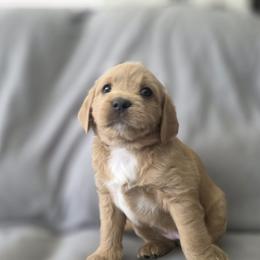 Aster-Blue - Cafe female Labradoodle puppy in Commerce City, Colorado from Playful Paws Labradoodles