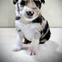 Miniature Australian Shepherd and Toy Australian Shepherd Puppies from Pawesome Lil Aussies