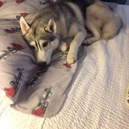 Siberian Husky Puppies from Collusion Siberian’s