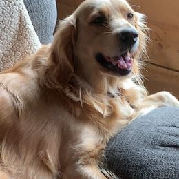 Golden Retrievers from Nelson’s Golden’s LLC