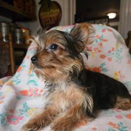 Gypsy - Black and tan female Yorkshire Terrier puppy in Zuni, Virginia from Serendipity Yorkies