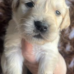 Light purple female - Golden female Golden Retriever puppy in Jesup, Georgia from Painted Platinum Retrievers (Painted Platinum Kennel) PPK