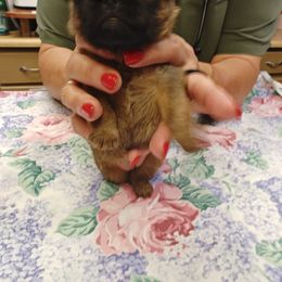 Betty - Red Brussels Griffon puppy in Columbus, Ohio from Last Knight Kennels and Greyhawk Kennels