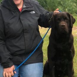 Creed - Labrador Retriever