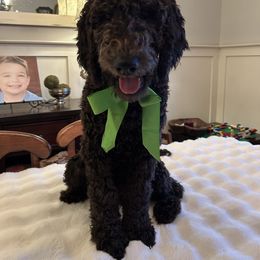 Brody (yellow boy) - Parti male Poodle puppy in Gainesville, Georgia from Rose’s Goldendoodles & Standard Poodles