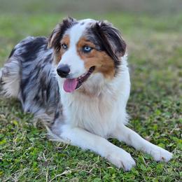 Winnie 💙 - Australian Shepherd