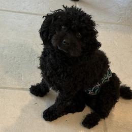 Jett - Black male Poodle puppy in Collier County, Florida from Star Catcher Pups