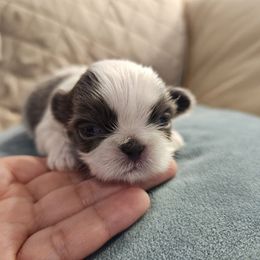 Mollie - Silver and white female Shih Tzu puppy in Corona, California from Ju Shih Tzu