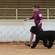 Briard Puppies from Sendero Briards