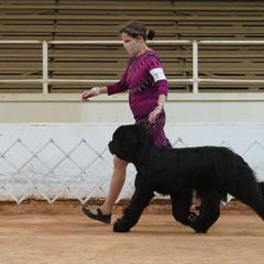 Briard Puppies from Sendero Briards