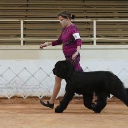 Briard Puppies from Sendero Briards