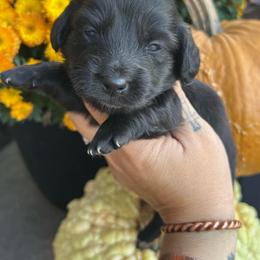 Solid black boy - Black male Dachshund puppy in Payette, Idaho from NT Mini Doxies