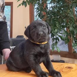 Labrador Retriever Puppies from Inna's Labrador Retrievers