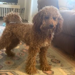 Chula - Cavapoo