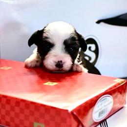 Cookies and Cream 'Cookie' - Black female Morkie puppy in Tucson, Arizona from Sun-Kissed Morkies