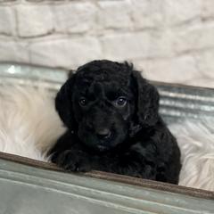 Double Doodle Puppies from North Texas Golden Mountain Doodles