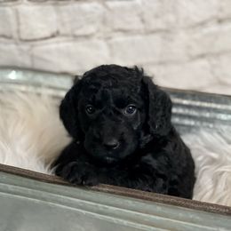 Double Doodle Puppies from North Texas Golden Mountain Doodles