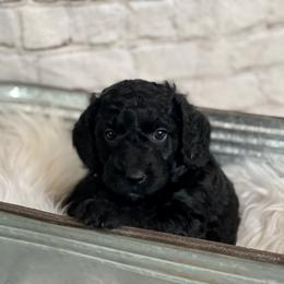 Double Doodle Puppies from North Texas Golden Mountain Doodles