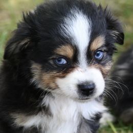Otis - Toy Australian Shepherd