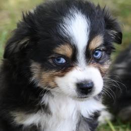 Otis - Toy Australian Shepherd