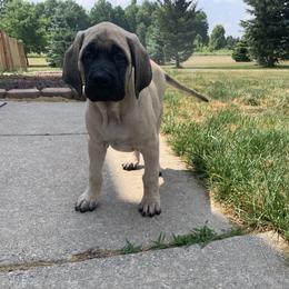 Mastiff Puppies from Eagle Pond Mastiffs