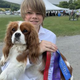 Talia - Cavalier King Charles Spaniel