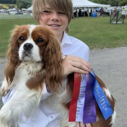 Talia - Cavalier King Charles Spaniel